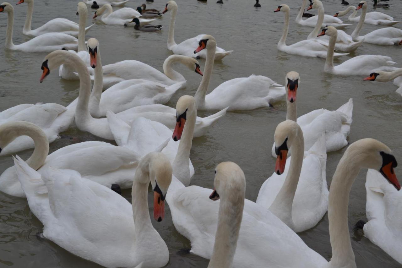 Gostisce Jezero Bed & Breakfast Medvode Luaran gambar