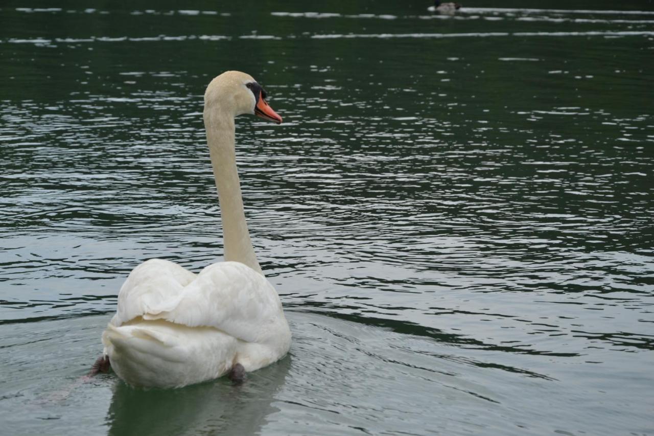Gostisce Jezero Bed & Breakfast Medvode Luaran gambar